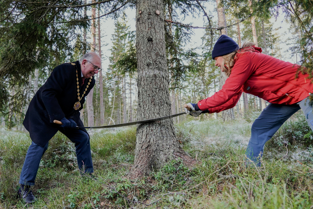 Oslo Mayor Anne Lindboe, right and Lord Mayor of Westminster, Paul Dimoldenberg, cut down the annual Christmas tree for London, in Oslo, Norway, Friday, Nov. 21, 2025. (Jonas Faeste Laksekjoen/NTB Scanpix via AP)
