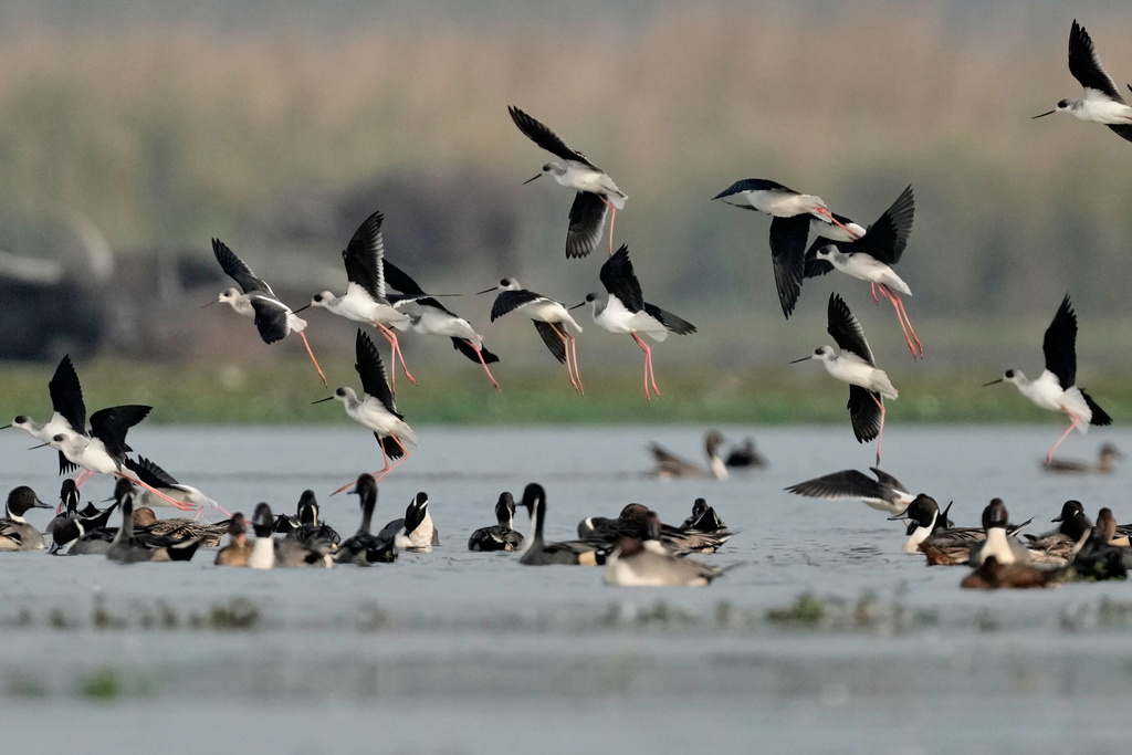 Black winged stilt arrive as migratory birds swim at a wetland in Pobitora wildlife sanctuary on the outskirts of Guwahati, India, Wednesday, Jan. 7, 2026. (AP Photo/Anupam Nath)