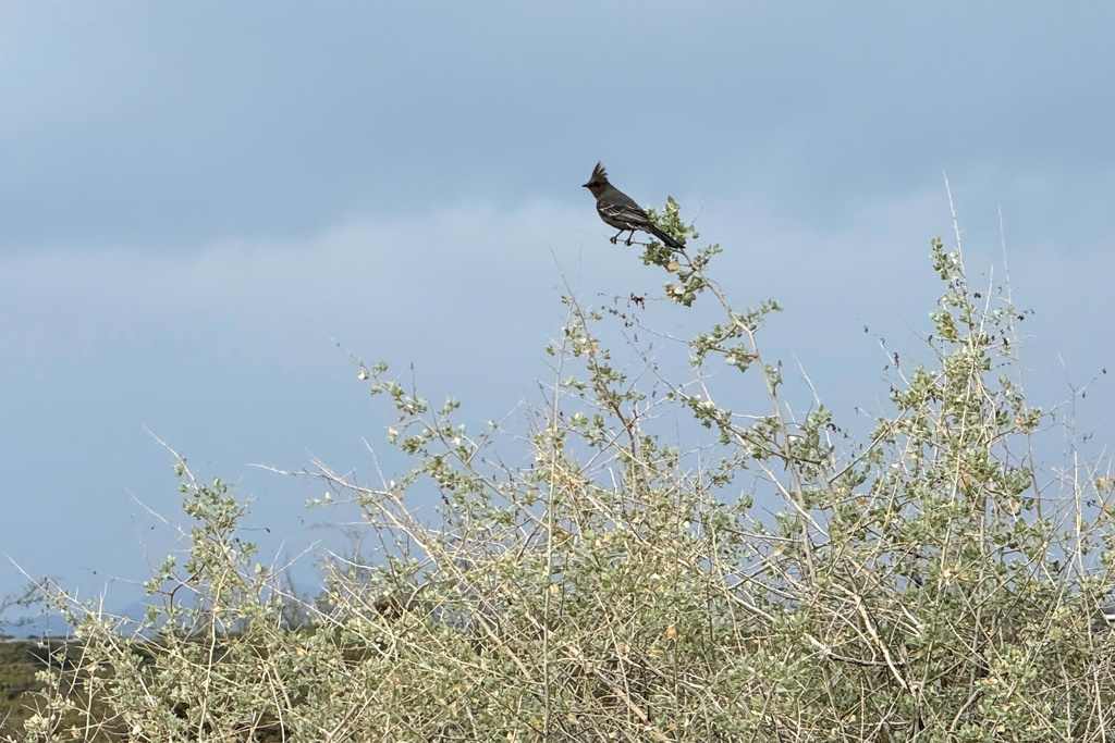 A Phainopepla perching on the branch of a mesquite tree is photographed during an accessible walk for people with limitations at Agua Caliente Park in Tucson, Ariz., on Feb. 13, 2026. (Anita Snow. via AP)