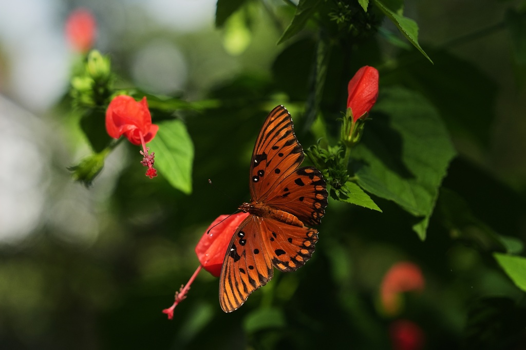 A Gulf Fritillary butterfly lands on a flower in a yard Monday, Oct. 6, 2025, in Charleston, S.C. (AP Photo/Joshua A. Bickel)