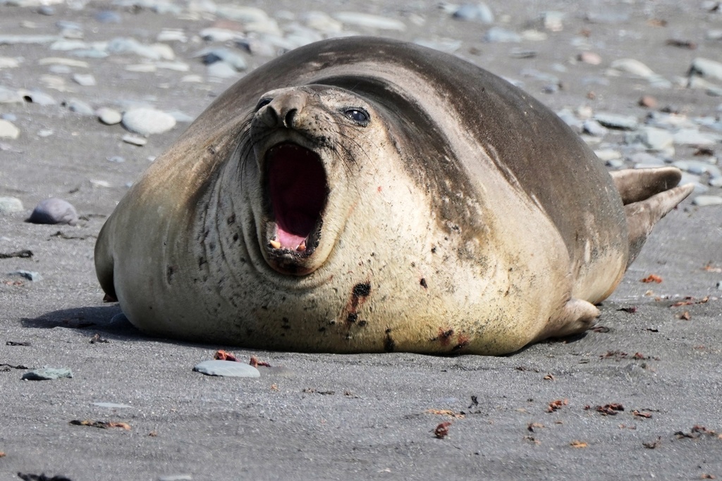 A elephant seal reacts at Walker Island in Antarctica, Wednesday, Nov. 26, 2025. (AP Photo/Mark Baker)