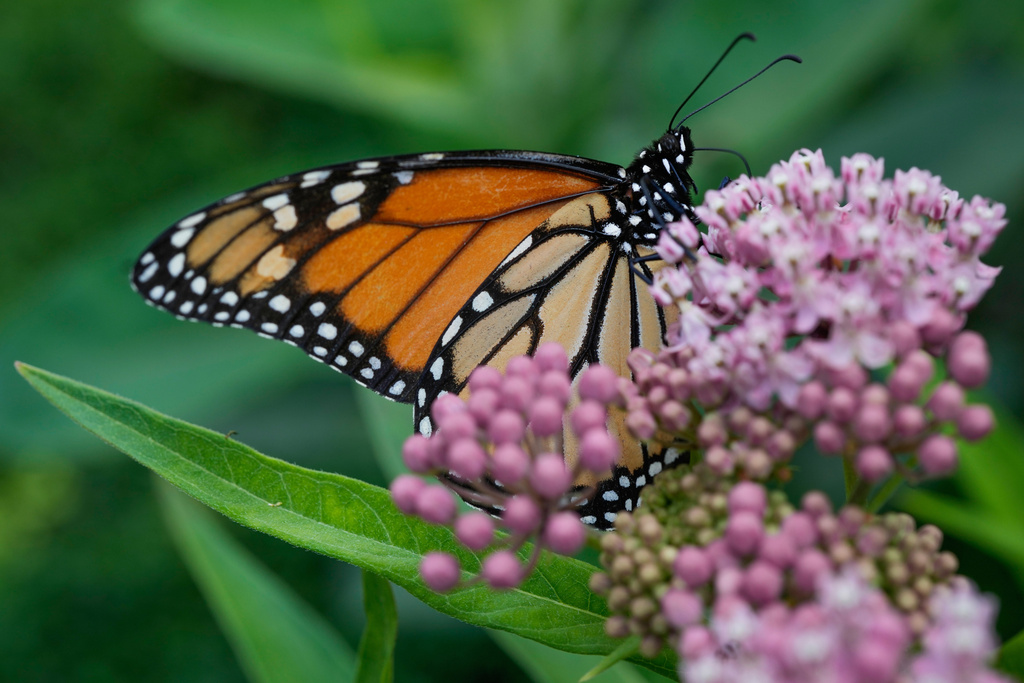 FILE - A monarch butterfly feeds on milkweed Tuesday, July 15, 2025, in Chicago. (AP Photo/Erin Hooley, File)