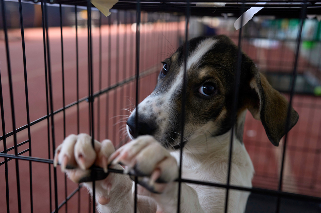 A dogs rescued from recent wildfires looks on at a temporary shelter inside a stadium in Megara, Greece, Wednesday, Aug. 5, 2026. (AP Photo/Petros Giannakouris)