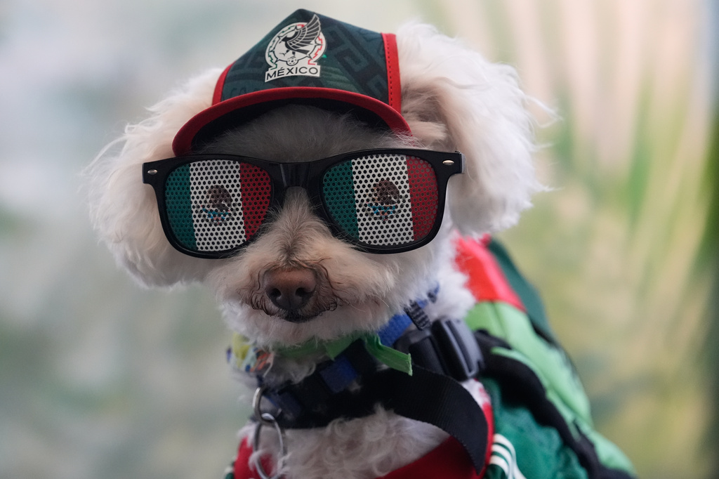 A dog named Osito wears a Mexico national team jersey and rides in a bicycle basket of Jorge Rangel before a World Cup Group A soccer match against South Korea in Mexico City, Thursday, June 18, 2026. (AP Photo/Marco Ugarte)