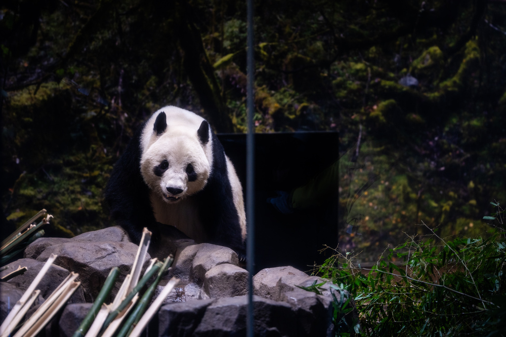 Giant panda Xiao Xiao walks in its enclosure on the final day of public viewing before departing for China at Ueno Zoo in Tokyo, Sunday, Jan. 25, 2026. (AP Photo/Louise Delmotte)