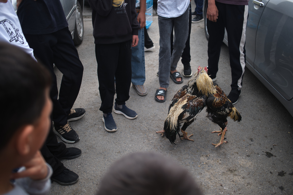 People watch cockfighting at the weekly animal market in Panjshanbe Bazaar in Khujand, Tajikistan, Sunday, May 3, 2026. (AP Photo/Jon Orbach)