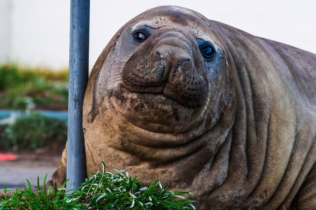 In this photo provided by Sam Volker Photography, Neil the Seal, a 1,000 kg (2,200 pound) elephant seal, rests against a sign post as it moves through an area in Tasmania, Australia, on June 27, 2026. (Sam Volker Photography via AP)
