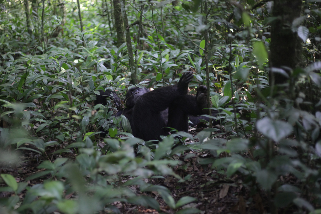 A chimpanzee rests on the forest floor in Kibale Forest National Park near Fort Portal, Uganda, Wednesday, Dec. 3, 2025. (AP Photo/Patrick Onen)