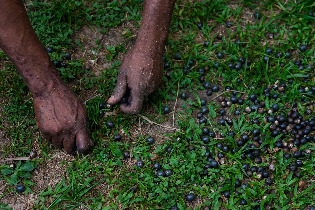 Alf picks up berries of acai outside of his home in Itacoa Miri, Brazil, Tuesday, Nov. 18, 2025. (AP Photo/Fernando Llano)