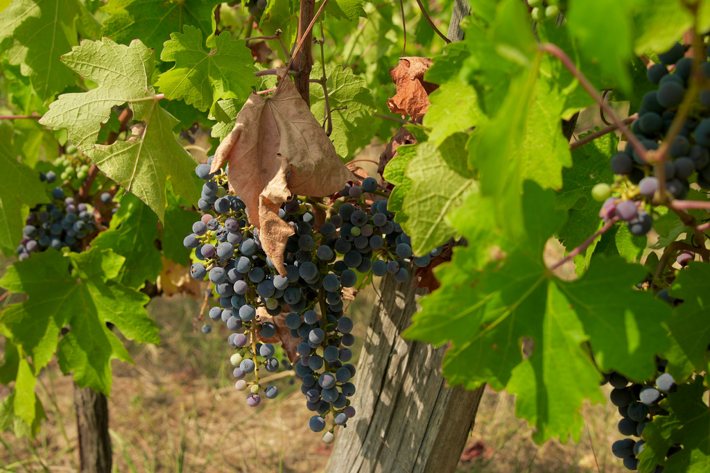 Grapes hang in a vineyard on the Grand Verdus wine estate in Sadirac, southwestern France's Bordeaux region, Wednesday, July 29, 2026. (AP Photo/Eva van Dam)