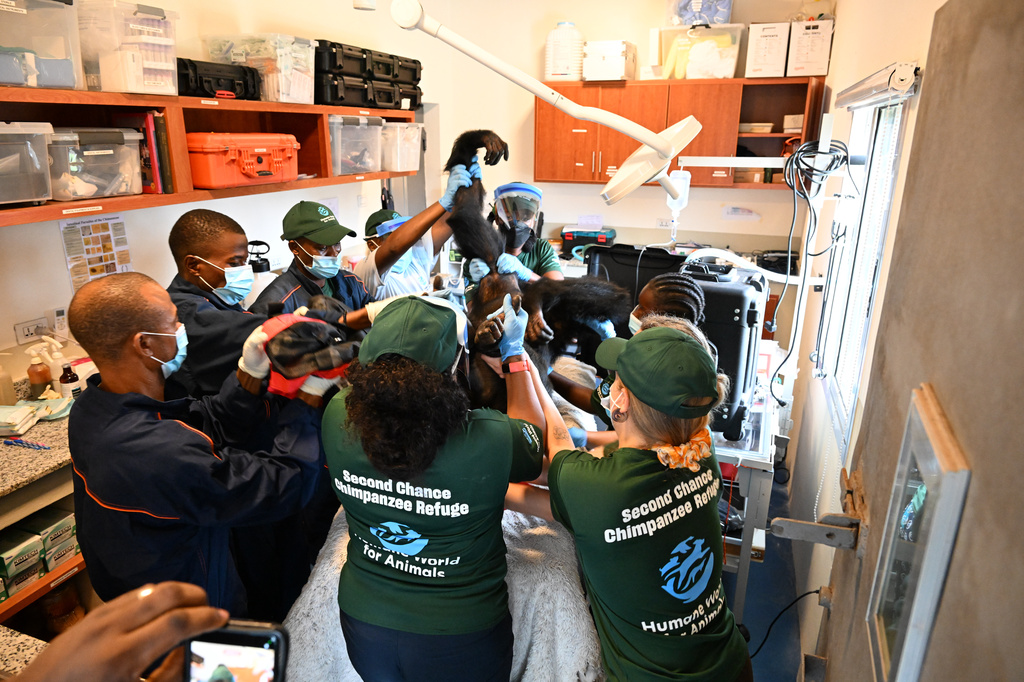 In this handout photo released by Humane World for Animals, a chimpanzee formerly used in research receives a comprehensive health check at a retirement sanctuary for chimpanzees, in Bapakwali, Liberia, Tuesday, Aug. 25, 2026. (Humane World for Animals via AP)