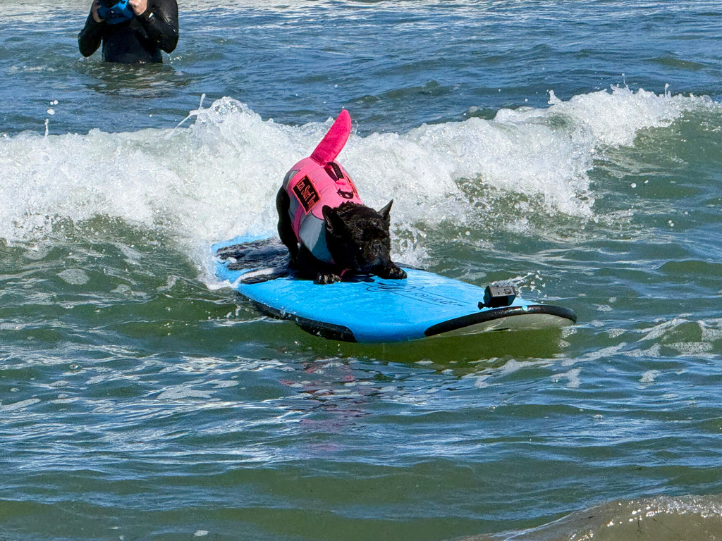 A dog catches a wave during the World Dog Surfing Championships, Saturday, Aug. 1, 2026, in Pacifica, Calif. (AP Photo/Haven Daley)