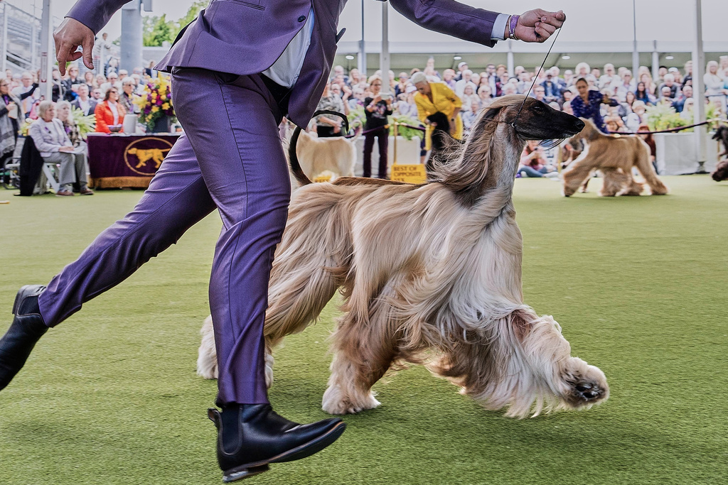 FILE — Handler Willy Santiago competes with Afghan Hound Zaida during breed group judging at the 148th Westminster Kennel Club Dog show, in this May 13, 2024 file image, at the USTA Billie Jean King National Tennis Center in New York. (AP Photo/Julia Nikhinson, File)