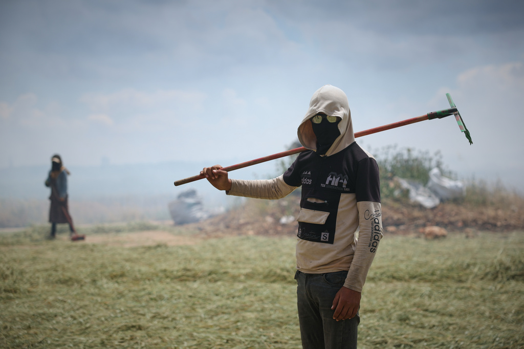 A laborer pauses with his rake as Syrian workers burn green wheat to produce freekeh, a roasted green wheat grain widely used in Levantine cuisine and made by harvesting immature wheat and roasting it over open flames to separate and preserve the grains, on the outskirts of Taftanaz, northwestern Syria, Sunday, May 24, 2026. (AP Photo/Ghaith Alsayed)