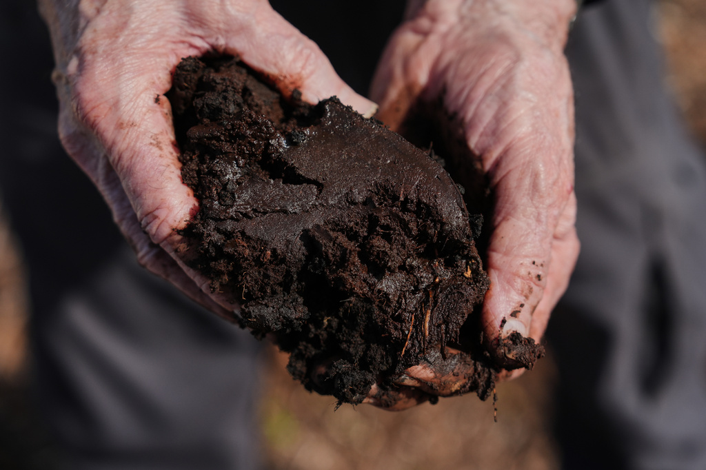 Curtis Richardson, an ecology professor at Duke University, holds peat soil Wednesday, May 6, 2026, in Belhaven, N.C. (AP Photo/Joshua A. Bickel)
