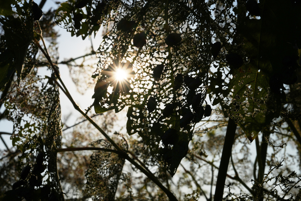 Japanese beetles (Popillia japonica) sit on a vine leaf in Pont-Saint-Martin, in Italy’s Valle d’Aosta region, Thursday, July 9, 2026. (AP Photo/Antonio Calanni)