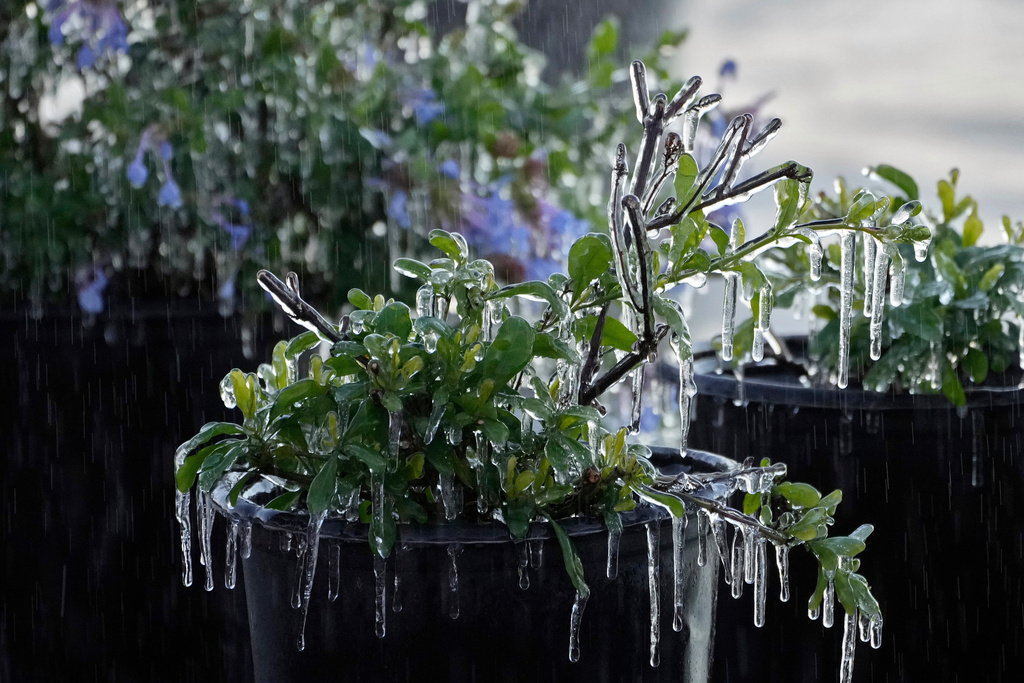 A protective coating of ice clings to ornamental plants in sub-freezing temperatures at a business Friday, Jan. 16, 2026, in Plant City, Fla. (AP Photo/Chris O'Meara)