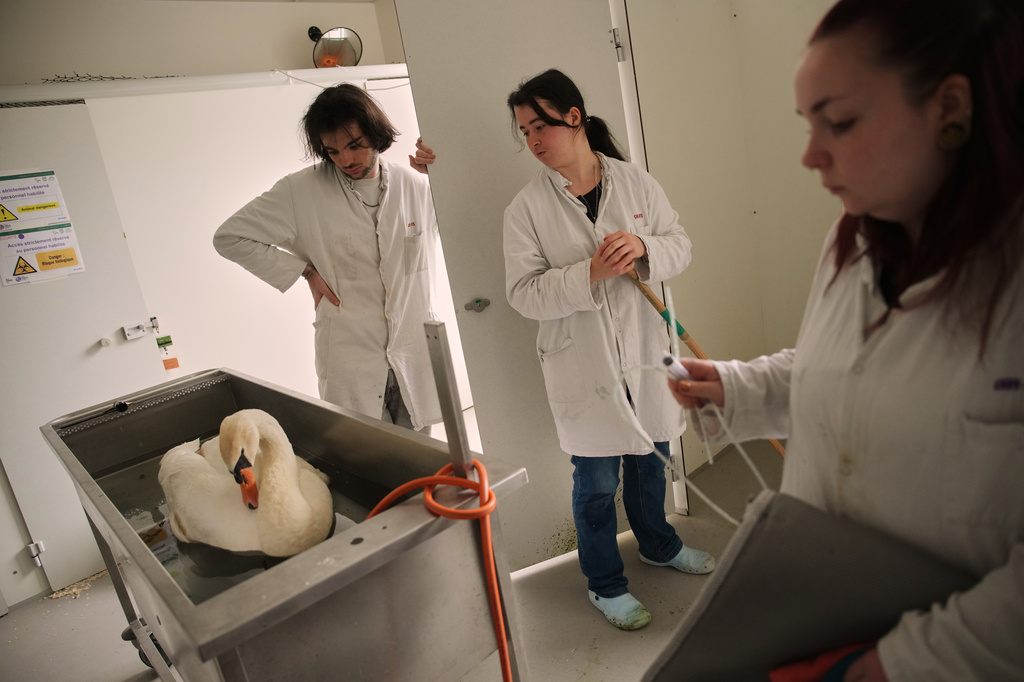 Volunteers treat a swan at the Wildlife Veterinary Hospital in Maisons-Alfort, outside Paris, April 17, 2026. (AP Photo/Christophe Ena)