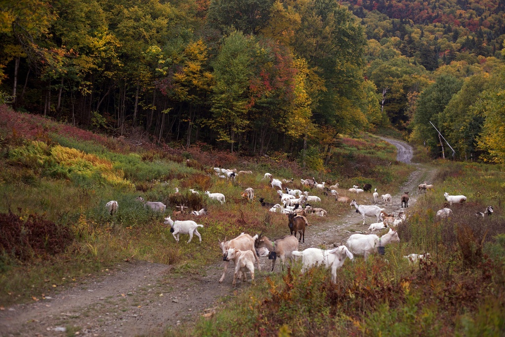 Goats and sheep graze on a ski slope at Jay Peak Resort, Friday, Sept. 26, 2025 in Jay, Vt. (AP Photo/Amanda Swinhart)