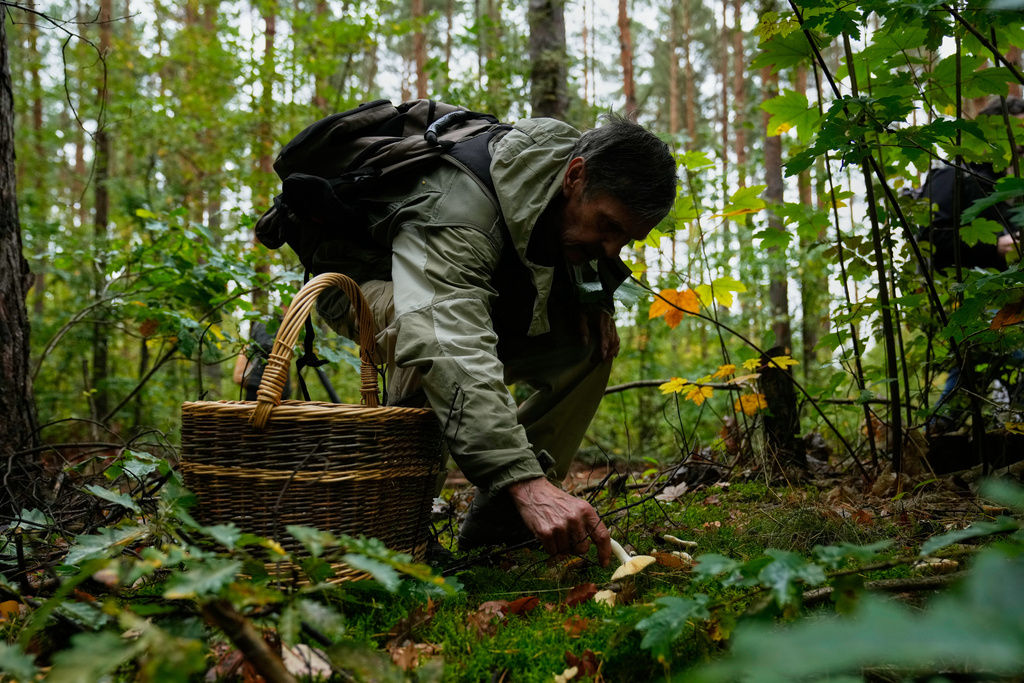 A mushroom hunter picks mushrooms in a forest in Potsdam, Germany, Wednesday, Oct. 8, 2025. (AP Photo/Ebrahim Noroozi)