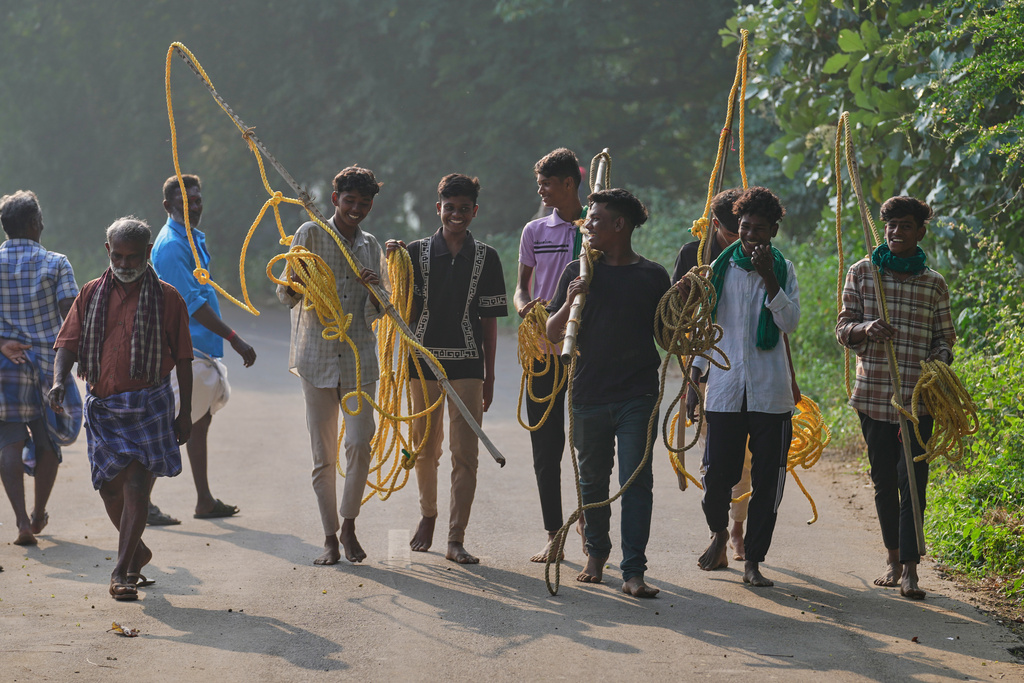 Bull handlers head to the collection area to get their animals after the Jallikattu bull-taming event at the annual harvest festival called Pongal in Palamedu village on the outskirts of Madurai, India, Friday, Jan. 16, 2026. (AP Photo/Mahesh Kumar A.)