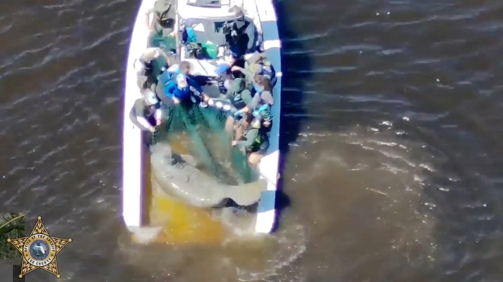 This image provided by Lee County Sheriff's Office, Florida Fish and Wildlife Conservation Commission staffers net an injured mother manatee and her calf in the Orange River near Fort Myers, Fla., on Wednesday, Feb. 25, 2026 (Lee County Sheriff's Office via AP)