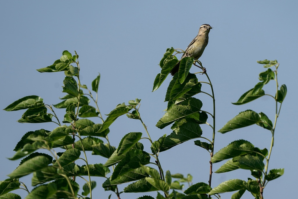 FILE - A female bobolink stands atop a shrub near its nest, June 20, 2023, in Denton, Neb. (AP Photo/Joshua A. Bickel, File)