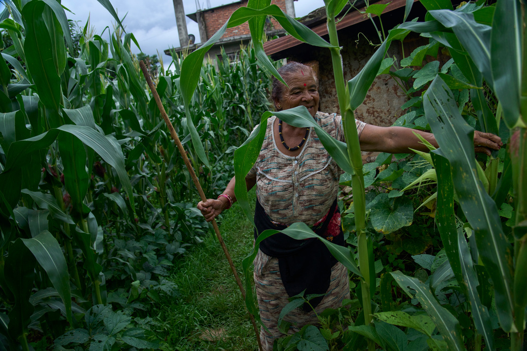 Debaka Karki, 71, checks for damaged maize crop after a raid by monkeys at Dharamghar, Dolakha district 86km east from Kathmandu, Nepal, Saturday, July 25, 2026. (AP Photo/Niranjan Shrestha)