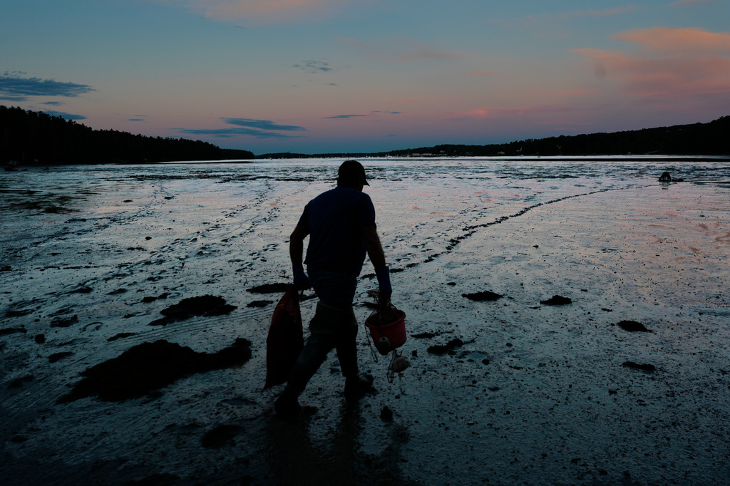 Clam digger Chad Coffin heads out onto a mudflat at low tide on the Harraseeket River, Tuesday, June 16, 2026, in Freeport, Maine. (AP Photo/Robert F. Bukaty)