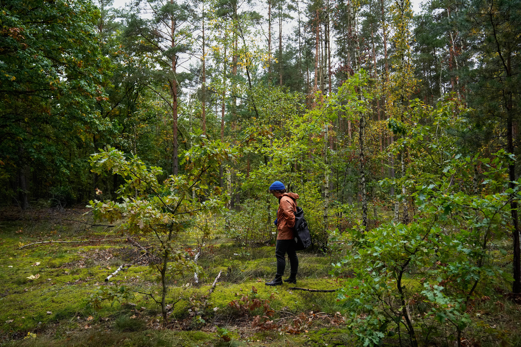 A mushroom hunter searches for mushrooms in a forest in Potsdam, Germany, Wednesday, Oct. 8, 2025. (AP Photo/Ebrahim Noroozi)