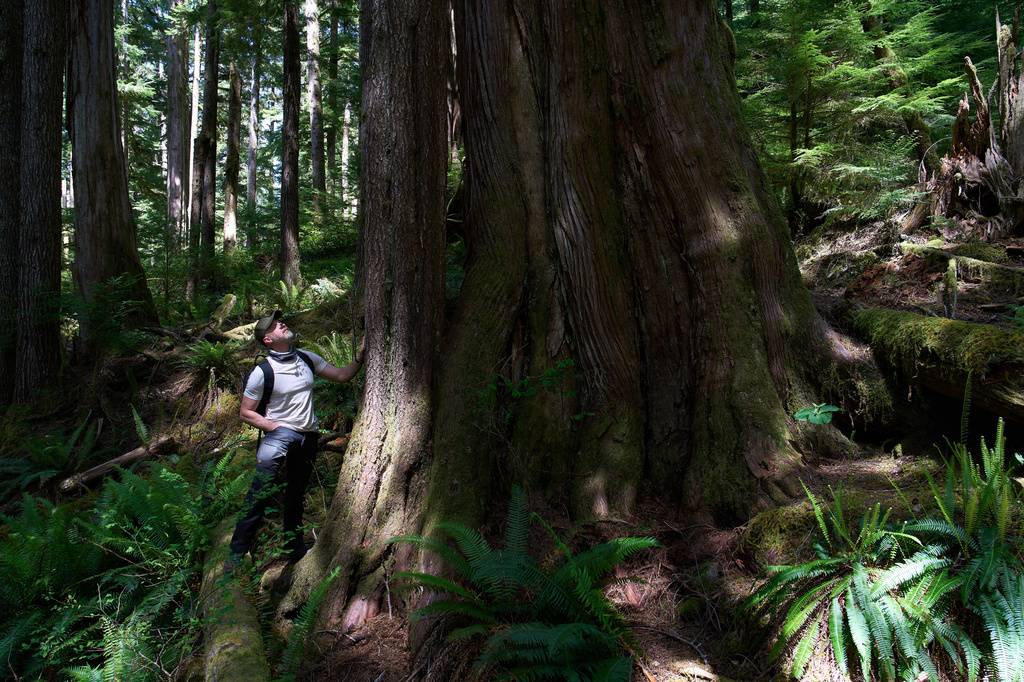 Land defender Steven "Shambu" Daniluk peers up at an old growth tree near Port Renfrew, British Columbia, Thursday, May 28, 2026. (AP Photo/Annika Hammerschlag)