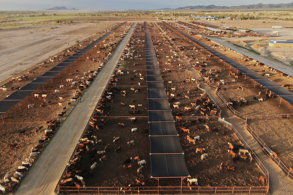 FILE - Cattle feed at a ranch that exports livestock to the U.S., in Zamora, northern Mexico, July 29, 2025, with the U.S. border closed to Mexican cattle imports over screwworm concerns. (AP Photo/Fernando Llano, File)