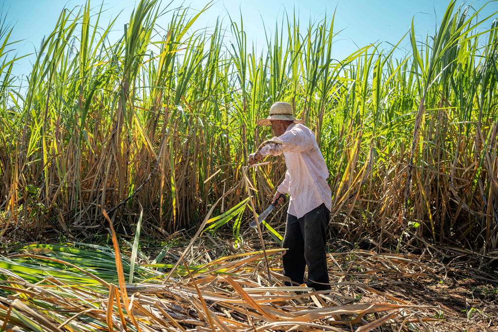 A farmer harvests sugar cane in Tebicuary, Paraguay on August 21, 2023. (Ralphie Zotti/Wholesome Sweeteners Inc via AP)