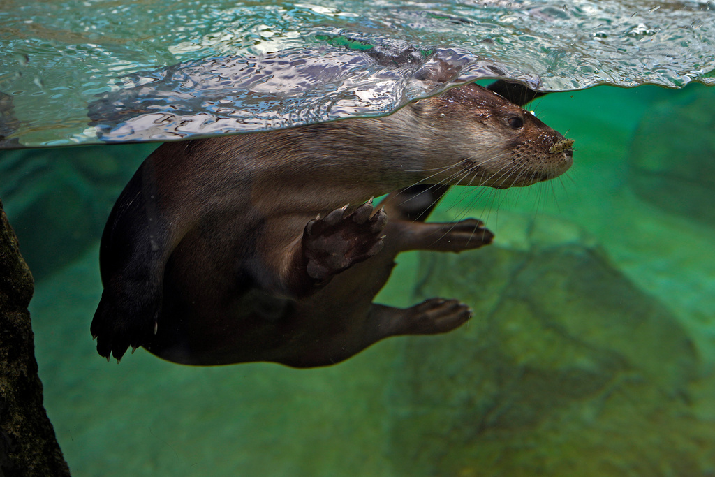 A river otter plays in the water in their tank at the Mote Science Education Aquarium, Monday, Oct. 6, 2025, in Sarasota, Fla. (AP Photo/Chris O'Meara)