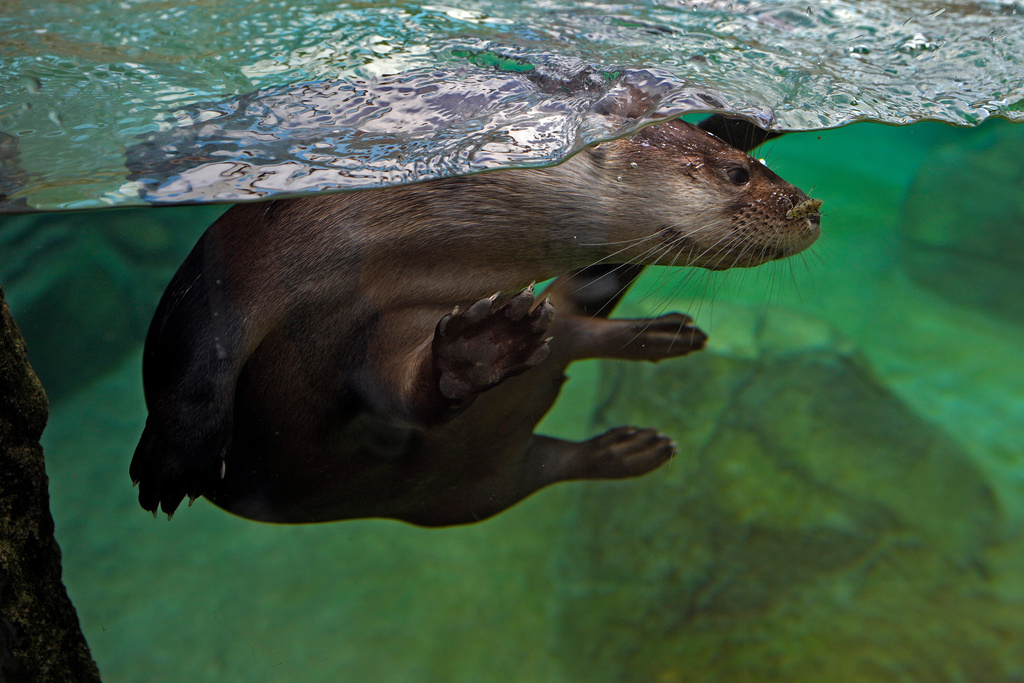 A river otter plays in the water in their tank at the Mote Science Education Aquarium, Monday, Oct. 6, 2025, in Sarasota, Fla. (AP Photo/Chris O'Meara)