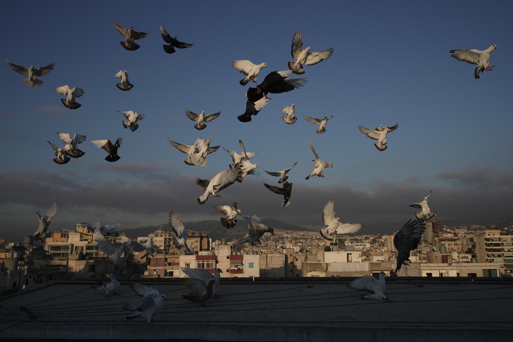 Pigeons fly above the rooftop of Loubna Hamdans, who leaves out food, in Chiyah, southern suburbs of Beirut, Lebanon, Tuesday, July 8, 2025. (AP Photo/Hassan Ammar)