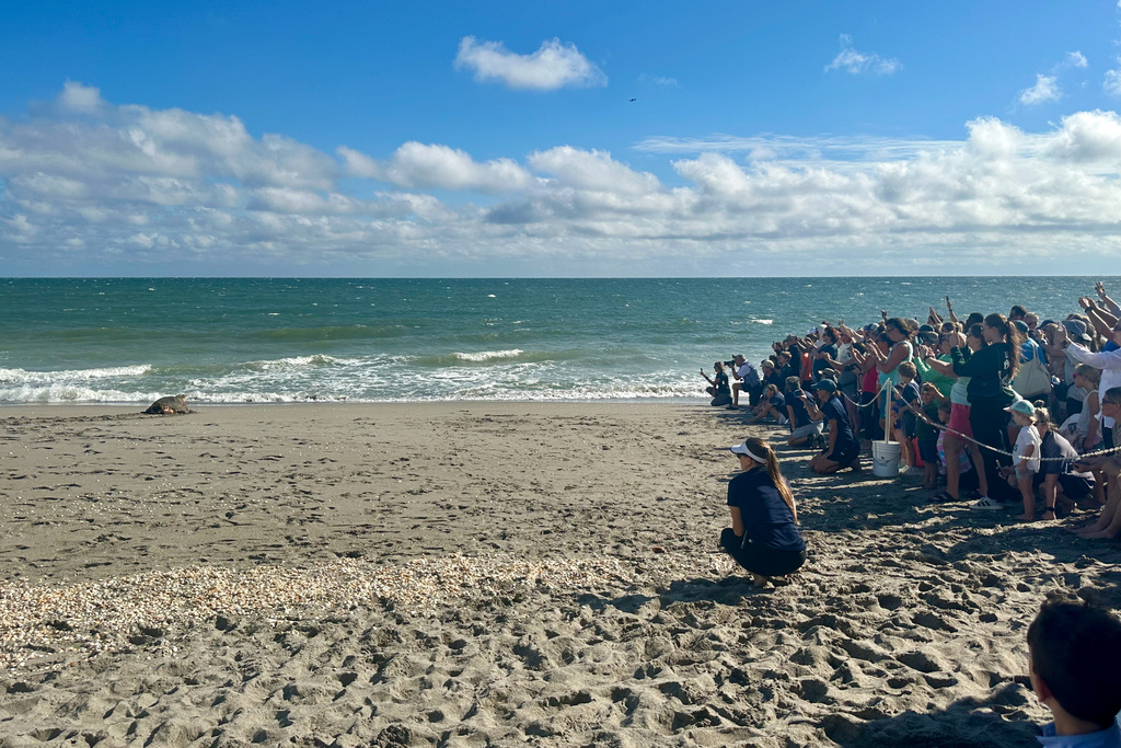 Spectators watch as a loggerhead sea turtle named Swim Shady is seen crawling towards the ocean during a release on Monday, Nov. 3, 2025 in Juno Beach, Fla. (AP Photo/Cody Jackson)