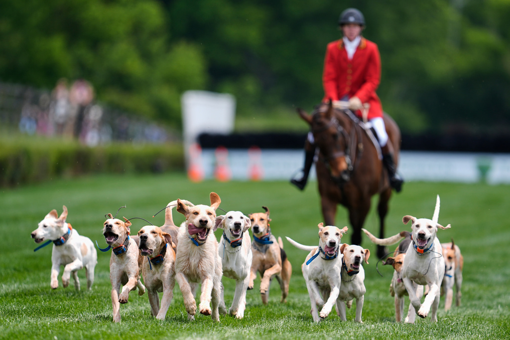 Hounds runs on the track during the Parade of Mells Foxhounds at the Iroquois Steeplechase in Nashville, Tenn., Saturday, May 9, 2026. (AP Photo/George Walker IV)
