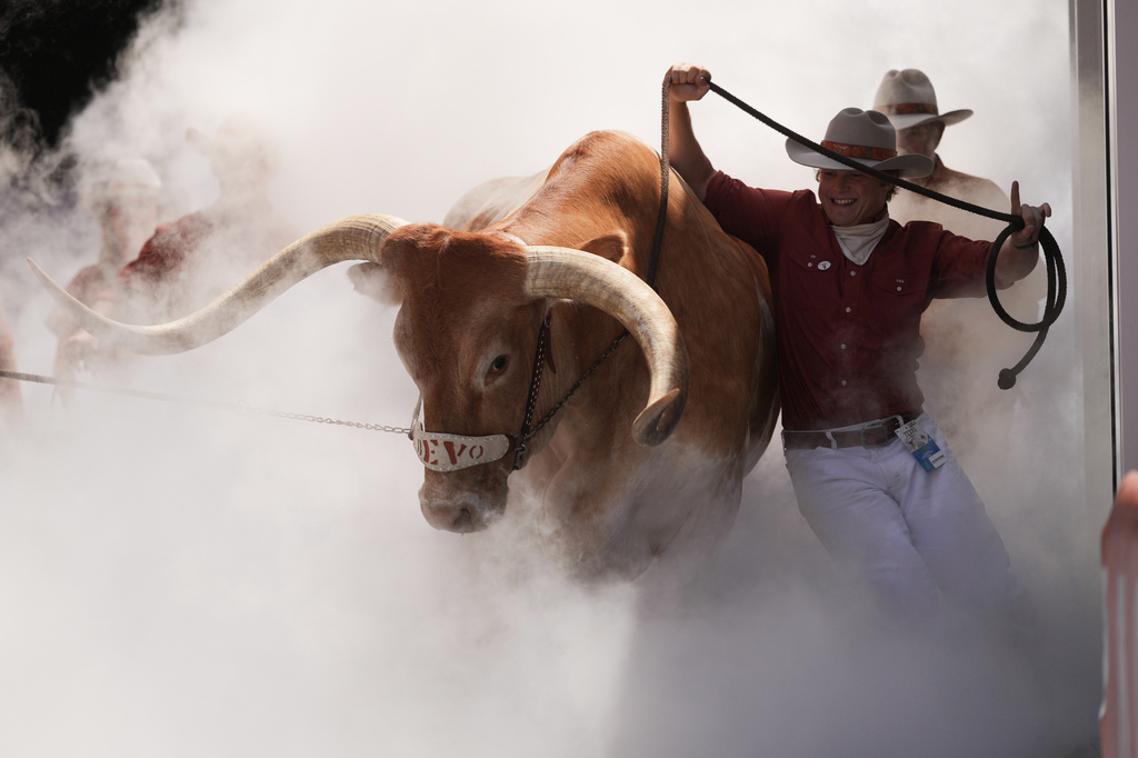 Texas mascot Bevo is brought on to the field by handlers for an NCAA college football game between Texas and Texas State in Austin, Texas, Saturday, Sept. 5, 2026. (AP Photo/Eric Gay)