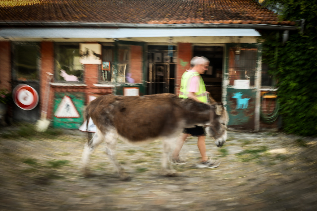 A patient with mental health conditions participates in a therapy session involving donkeys at a psychiatric hospital in Neuilly-sur-Marne, in the eastern suburbs of Paris, Friday, May 29, 2026. (AP Photo/Thomas Padilla)
