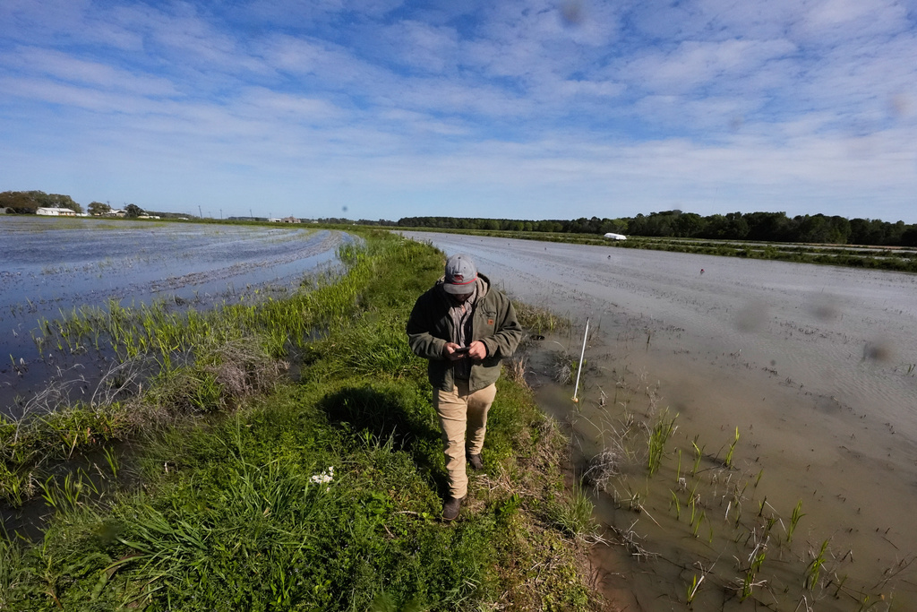 Colin Lawson walks between his family's crawfish ponds in Crowley, La., Thursday, March 19, 2026. (AP Photo/Gerald Herbert)