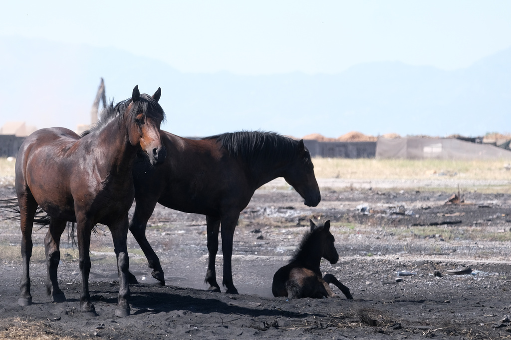 Unattended horses wander on the outskirts of Montenegro's capital, Podgorica, during a hot summer day Monday, June 29, 2026. (AP Photo/Risto Bozovic)