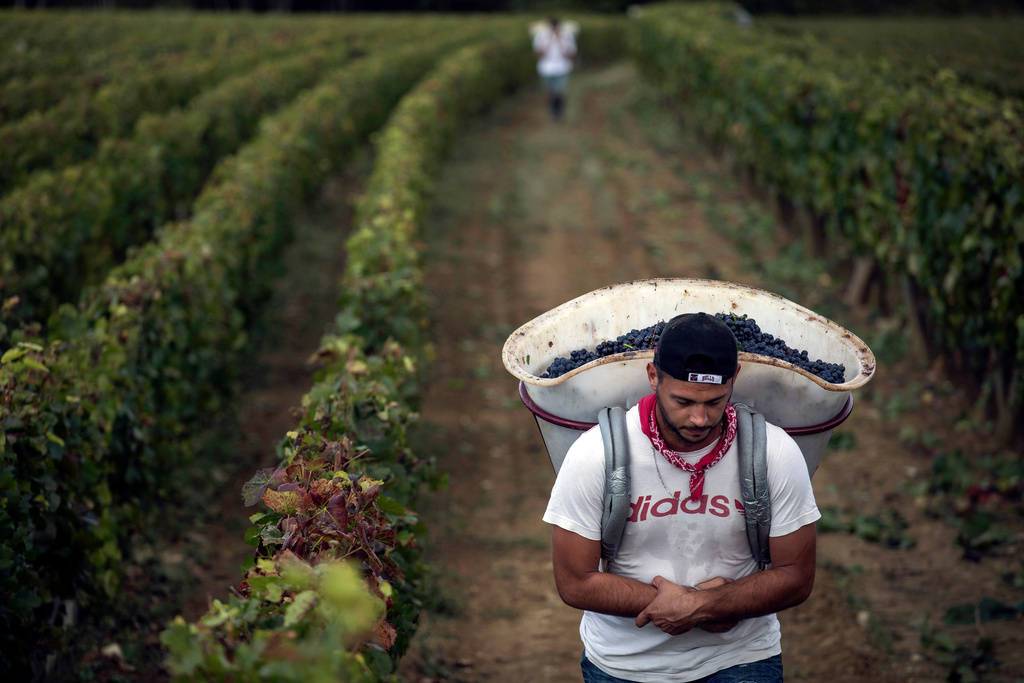 FILE - In this Sept. 12, 2017 file photo, a worker carries red grapes in a burgundy vineyard during the grape harvest season, in Volnay, central France. (AP Photo/Laurent Cipriani, File)