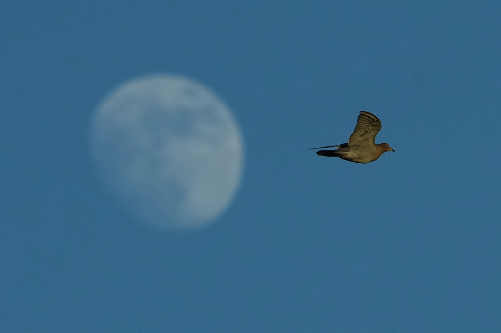 A bird flies over the Santa Ana Wildlife Refuge in Alamo, Texas, Monday, Aug. 24, 2026. (AP Photo/Eric Gay)