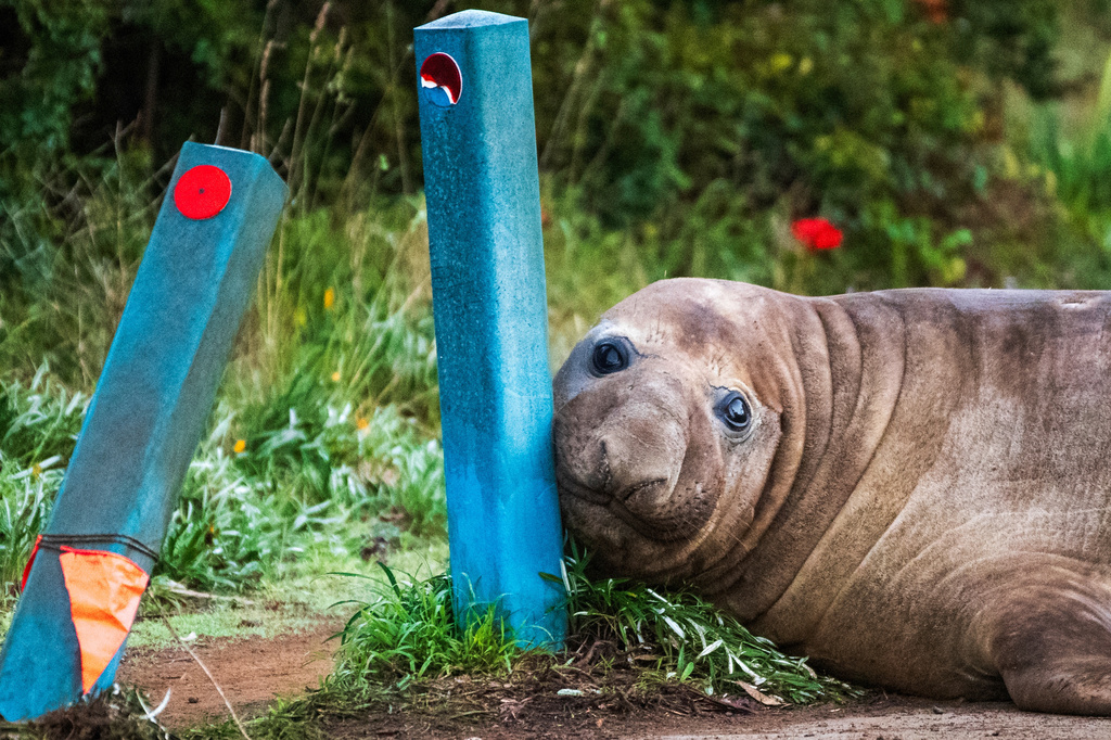 In this photo provided by Sam Volker Photography, Neil the Seal, a 1,000 kg (2,200 pound) elephant seal, nuzzles up to bollards he has damaged in Tasmania, Australia, June 27, 2026. (Sam Volker Photography via AP)