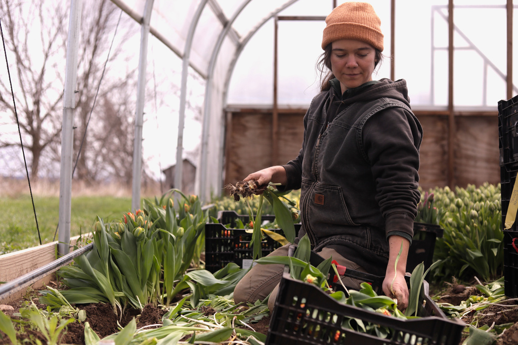 Farmhand Samantha Martin harvests tulips at Understory Farm, Monday, April 20, 2026, in Bridport, Vt. (AP Photo/Amanda Swinhart)