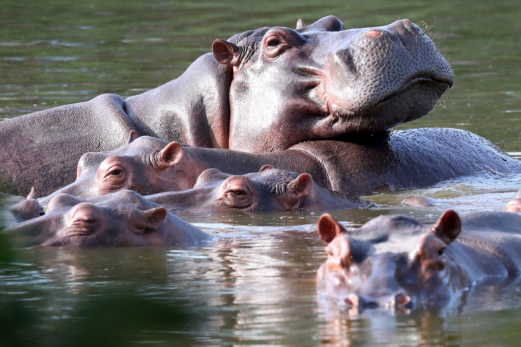 FILE - Hippos float in the lagoon at Hacienda Napoles Park, once the private estate of drug kingpin Pablo Escobar who imported three female hippos and one male decades ago in Puerto Triunfo, Colombia, Thursday, Feb. 4, 2021. (AP Photo/Fernando Vergara, File)