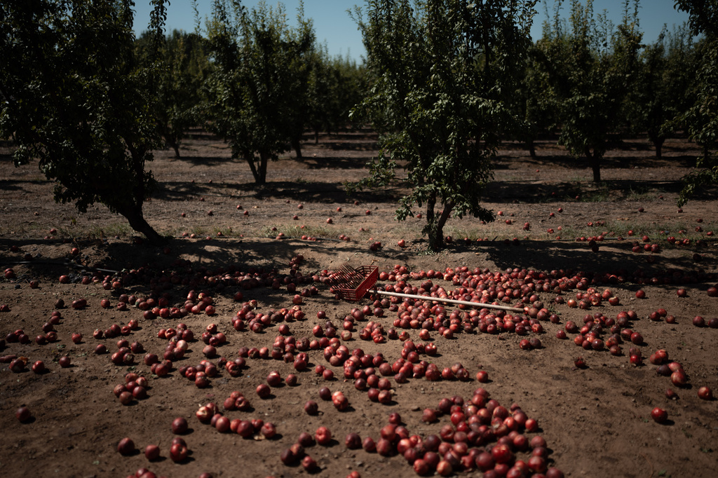 Discarded nectarines lie on the ground during a free giveaway at Cesar Mora's orchard in Reedley, Calif., Wednesday, July 1, 2026, amid an ongoing contract dispute over the crop. (AP Photo/Jae C. Hong)