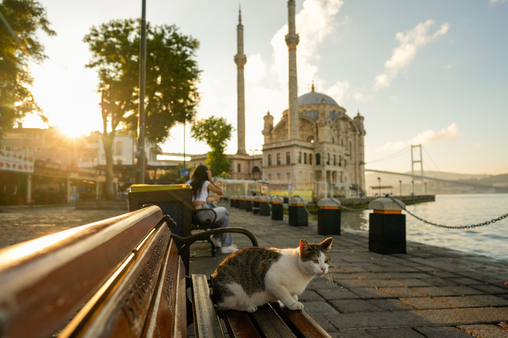 A stray cat sits on a bench in front of the Ortakoy mosque in the early morning in Istanbul, Turkey, Friday, June 26, 2026. (AP Photo/Emrah Gurel)