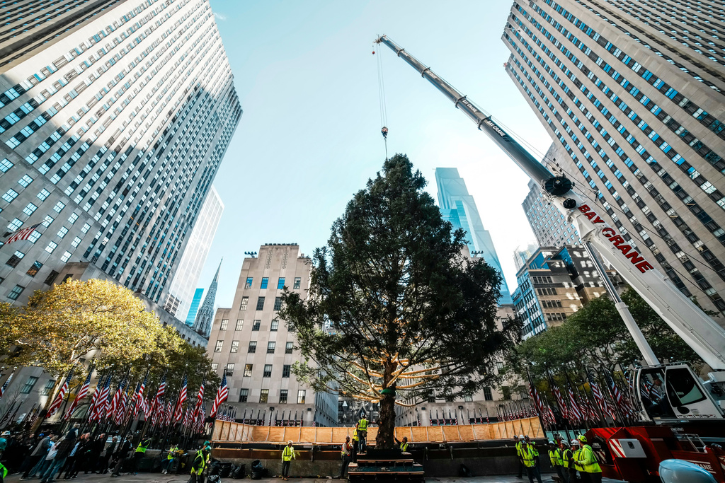 Rockefeller Center Christmas tree is lifted by a crane into place at Rockefeller Plaza, Saturday, Nov. 8, 2025, in New York. (AP Photo/Eduardo Munoz Alvarez)